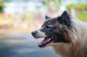 Cómo pueden ayudarte Conti Moore Law Divorce Lawyers, PLLC con tu caso de custodia de mascotas en Orlando